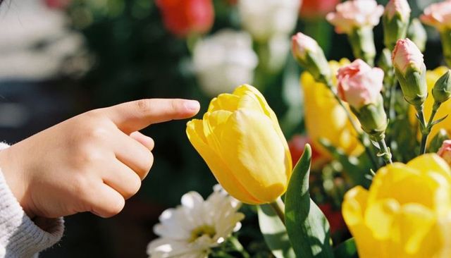 Child touching yellow tulip close-up, tender hand exploring spring blooms and garden flowers