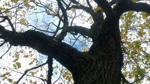 Looking Up at Majestic Tree with Autumn Leaves