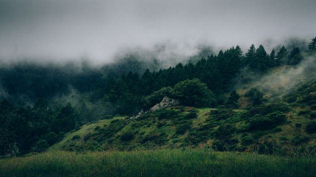 Lush green trees and hills cover this magical landscape shrouded in fog. Ideal for conveying serenity, exploration, and natural beauty. Perfect for use in environmental projects, travel blogs, and relaxation aids.