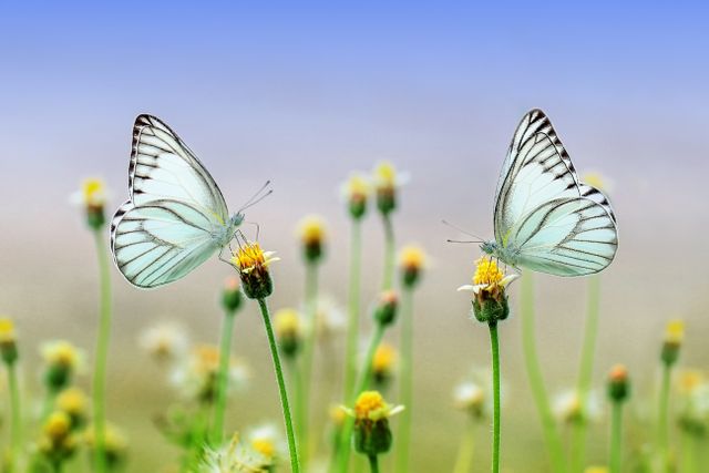 Two White Butterflies on Wildflowers in a Meadow - Download Free Stock Photos Pikwizard.com