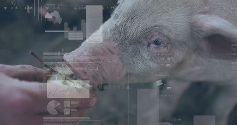 Digital Data Program Superimposed on Rural Pig Farming