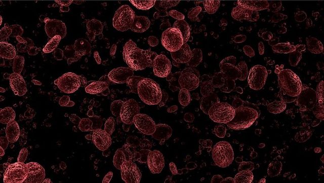 Microscopic view of circulating red blood cells in vascular system