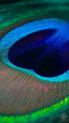 Sliding Macro Reveal of Iridescent Peacock Feather Eye on Tabletop, Vertical Video