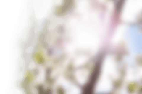 abstract tree shape on transparent background illuminating nature concept - Download Free Stock Videos Pikwizard.com