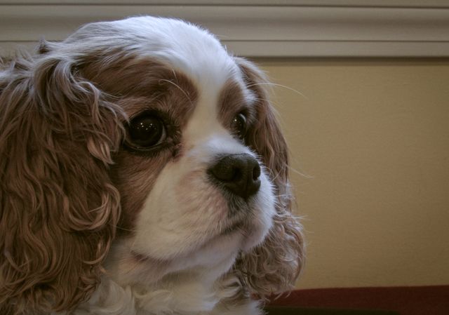 Close-up Portrait of Adorable Cavalier King Charles Spaniel - Download Free Stock Photos Pikwizard.com