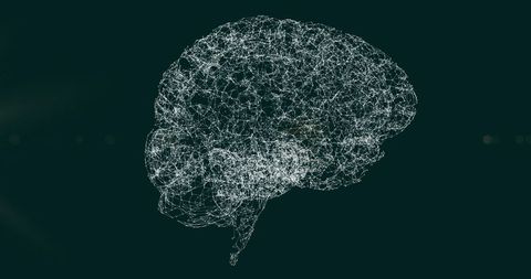 Digital Brain Wireframe with Network Connections