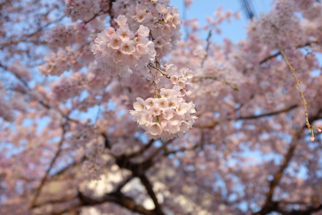 Close-up of delicate cherry blossoms in full bloom. This image captures the beauty and tranquility of nature during springtime. Ideal for use in nature blogs, gardening websites, and spring-themed promotional materials.
