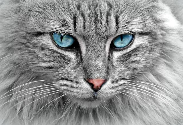 This image showcases a close-up of a fluffy gray cat with impressive blue eyes and a detailed texture of its fur. It is ideal for use in articles about pet care, pet products, and animal behavior. It can also be used in promotional materials for veterinary clinics, animal shelters, or websites dedicated to cat lovers.