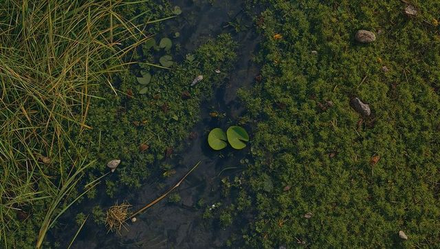 Pair of green lily pads floating in marsh channel with reeds and mossy shoreline