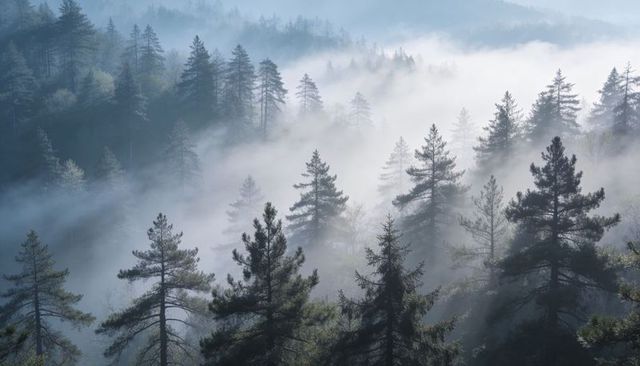 Misty pine forest bathing mountain valley in soft sunbeams and atmospheric fog