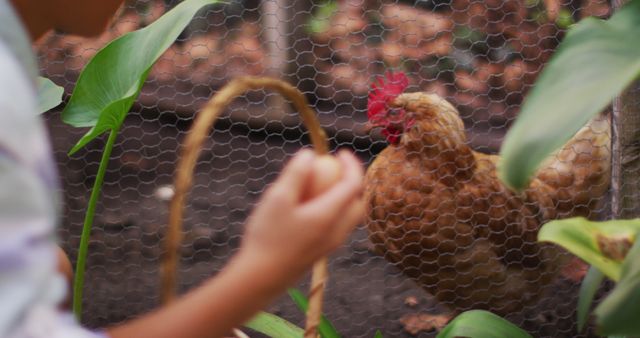 Child holding basket is picking fresh eggs from chicken coop. Chicken seen behind wire fence, evoking sense of farm life and sustainability. Perfect for use in educational projects, agricultural blogs, farm-to-table promotion, and articles on sustainable living.