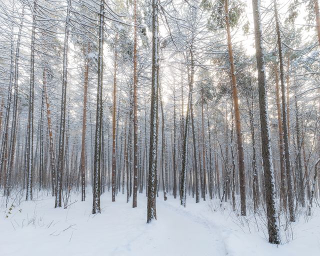 View of Winter forest with rows of tall trees and snow. Winter season concept 