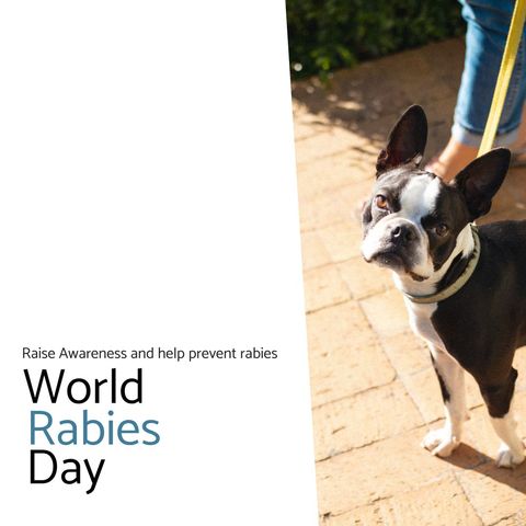 world rabies day awareness with alert boston terrier - Download Free Stock Templates Pikwizard.com