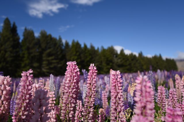 Blooming Lupine Flowers in Field Against Blue Sky - Download Free Stock Photos Pikwizard.com