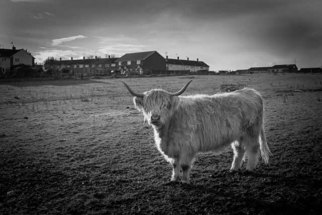Highland Cow in Rural Field with Village in the Background - Download Free Stock Photos Pikwizard.com
