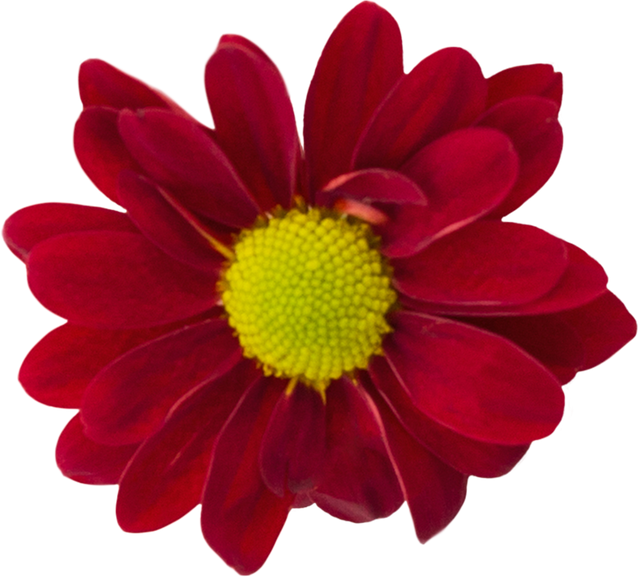 Transparent red chrysanthemum isolated on white background - Download Free Stock Videos Pikwizard.com