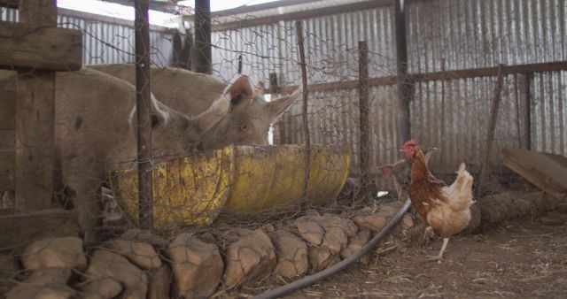 Close up of pigs and chicken on farm. homesteading, healthy lifestyle on organic farm in the countryside.