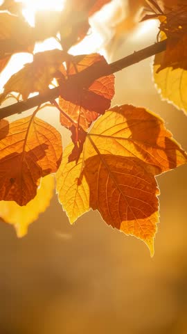 Shimmering Trembling Autumn Leaves on Branch Under Golden Sun Flare Vertical Video