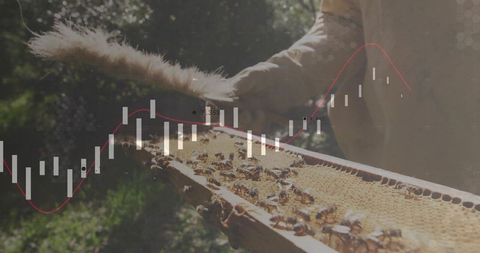 Beekeeper brushing hive frame with bees while candlestick market trendline overlays in sunlight