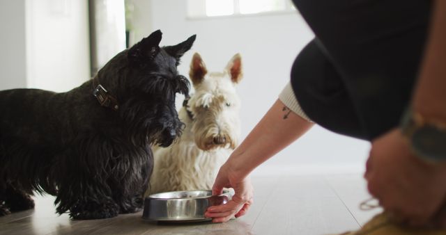 This photo showcases two Scottish Terriers being fed at home. It captures the moment of pet care and the bond between pet owners and their dogs. Suitable for articles on pet care, blogs about Scottish Terrier breeds, pet food brands, and websites dedicated to pet owners and lovers.