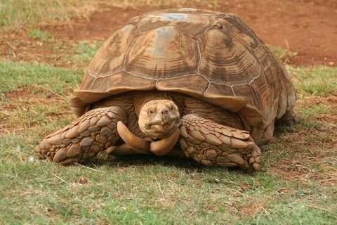 Majestic snapping turtle on grass