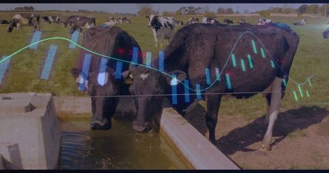 Holstein cows reflecting in agriculture investment chart