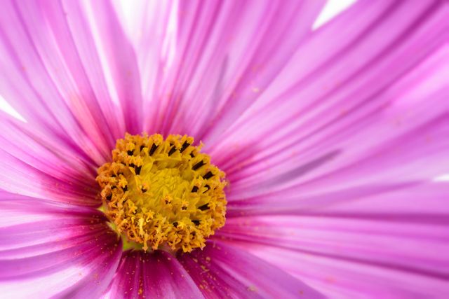 This macro view of a vibrant pink cosmos flower highlights its intricate petal patterns and bright yellow center. Ideal for use in gardening blogs, nature articles, floral designs, and backgrounds for various digital or print projects celebrating beauty in nature.
