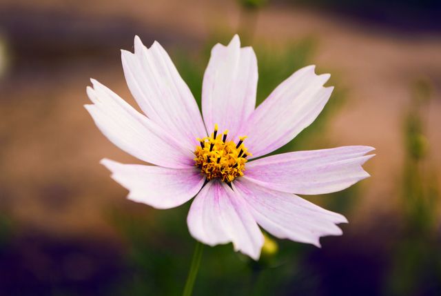 Beautiful close-up of a pale pink cosmos flower with yellow center. Ideal for nature enthusiasts and floral decorations, perfect for botanical or gardening websites, women's wellness blogs, or eco-friendly products marketing.