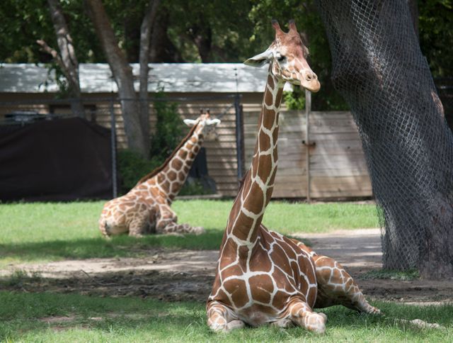 Two giraffes are resting under the shade of trees in a zoo enclosure. The scene captures a peaceful moment with the giraffes sitting on the grassy ground, showcasing their distinctive patterns. This image is great for use in educational materials, wildlife conservation campaigns, zoo promotional content, or animal-themed projects.