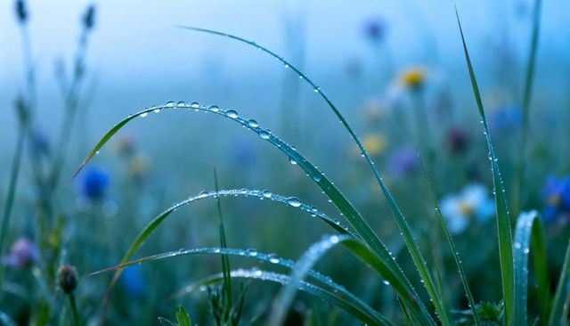 Dew-covered grass blades arching with mirror droplets in misty wildflower meadow dawn