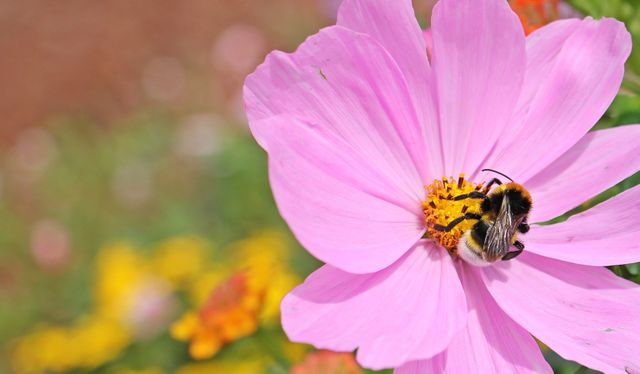 Bumblebee Pollinating Vibrant Pink Cosmos Flower in Garden - Download Free Stock Photos Pikwizard.com