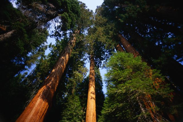 View showcases towering redwood trees in a dense forest reaching towards blue sky. Ideal for web design, nature wallpapers, advertising campaigns related to nature and conservation, brochures and print media on travel and outdoor activities, or educational materials highlighting natural beauty and ecosystem.