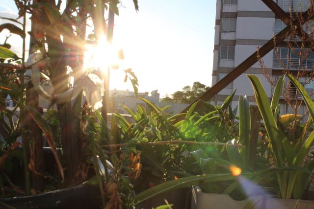 Sunlit Urban Balcony Garden with Lush Greenery - Download Free Stock Photos Pikwizard.com