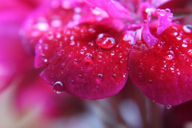 Close-up of vibrant red flower petals covered with glistening water droplets. Perfect for nature blogs, gardening articles, floral design inspiration, or wallpaper backgrounds. Highlights the freshness and beauty of natural elements.