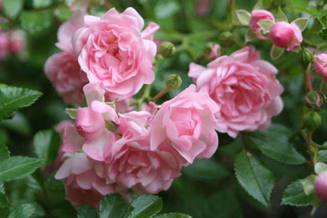 This close-up image shows a cluster of soft pink roses in full bloom, surrounded by lush green leaves. Ideal for use in gardening blogs, floral-themed websites, nature appreciation articles, and romantic-themed design projects. Perfect for backgrounds, invitations, and nature-related promotions highlighting beauty and growth.