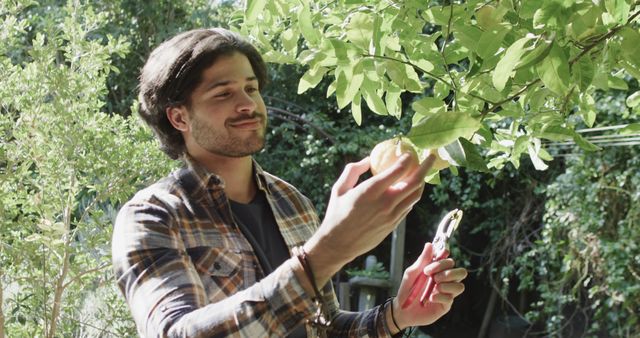 Picture shows a young man in a plaid shirt gathering fruit from a tree in a lush garden. Useful for articles about sustainable living, agriculture, gardening tips, outdoor activities, and healthy lifestyle.