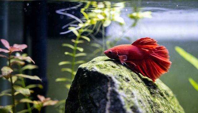 Vibrant red betta resting on moss-covered rock in planted aquarium with copy space