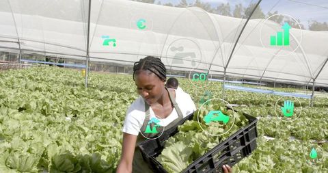 African Female Farm Worker Harvesting Lettuce in Greenhouse with Data Icons