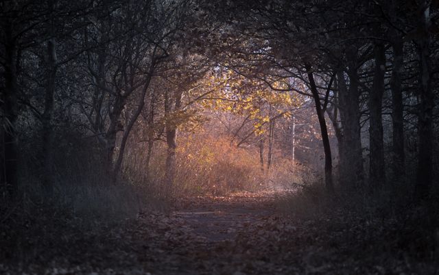 This image captures a calm, autumn forest pathway surrounded by bare trees with yellow and orange leaves. The gentle morning or evening light filters through, casting a warm glow and creating a tranquil and mysterious atmosphere. It can be perfect for use in nature magazines, travel blogs, seasonal greeting cards, and environmental campaign materials.