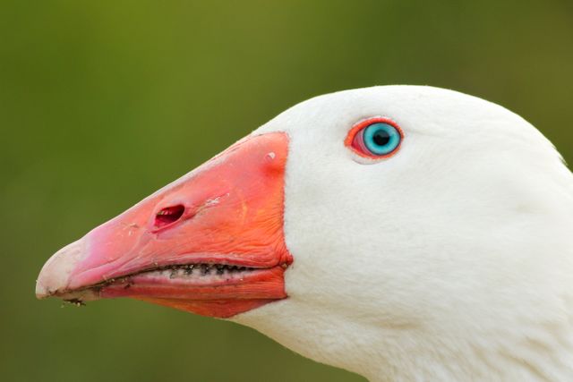 Capturing fine details, close-up of white goose featuring vibrant blue eye and striking orange beak, great for usage in wildlife photography, nature documentaries, educational materials, and bird watching guides.