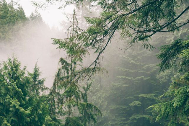 Misty forest scene showcasing dense pine trees shrouded in fog. Ideal for use in nature-focused publications, environmental conservation campaigns, and backgrounds for peaceful and tranquil themes. Perfect for conveying themes of serenity, natural beauty, and wilderness.