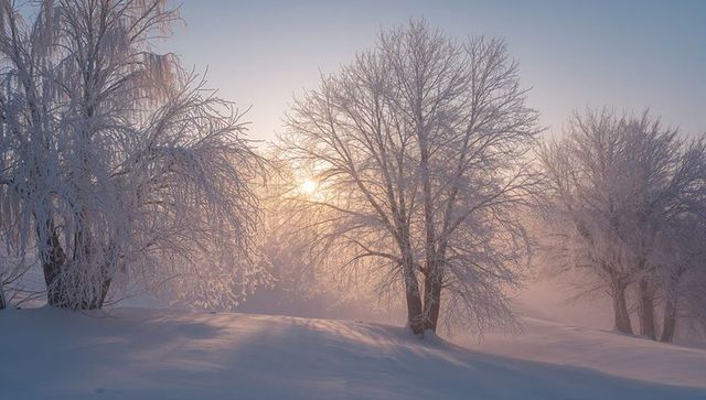 Sunrise illuminating frost-covered trees on snowy meadow, backlit misty winter morning