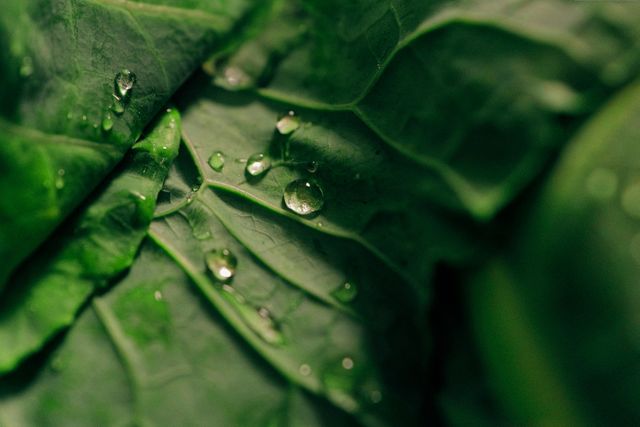 Fresh Green Leaf with Water Droplets Close-up - Download Free Stock Photos Pikwizard.com