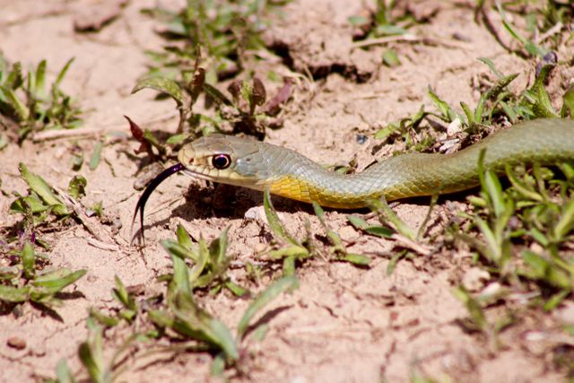 Common newt Newt Salamander - Download Free Stock Photos Pikwizard.com