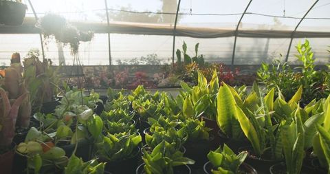 Sunlit greenhouse packed with diverse potted plants