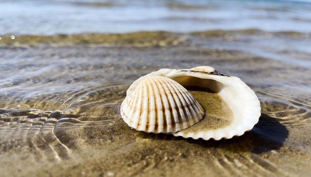 Scallop Shell Cradling Ribbed Shell on Sunlit Shoreline with Gentle Water Ripples