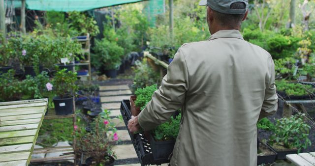Senior man engaged in gardening activity at nursery, holding a tray of seedlings. Ideal fit for resources related to gardening, healthy living, outdoor activities, horticulture, retirement lifestyle, and senior activities. Suitable for blogs, magazines, and promotional material geared towards nature enthusiasts and gardening tips.