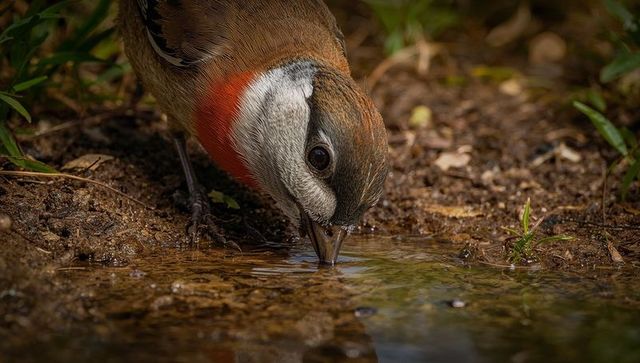 Small passerine drinking from shallow puddle with vivid red throat closeup macro study