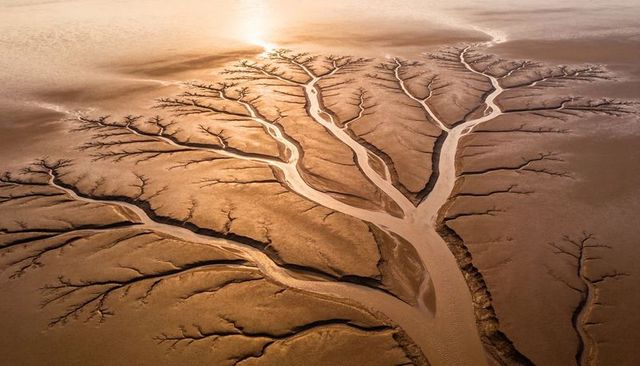 Aerial golden dendritic tidal channels carving mudflat at low tide sunlit branching estuary pattern