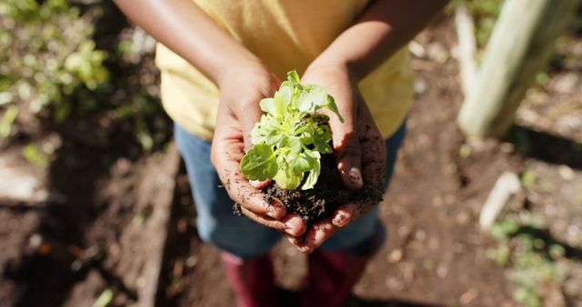 African american boy tending to plants in sunny vegetable garden. Organic food, gardening and healthy lifestyle, unaltered.